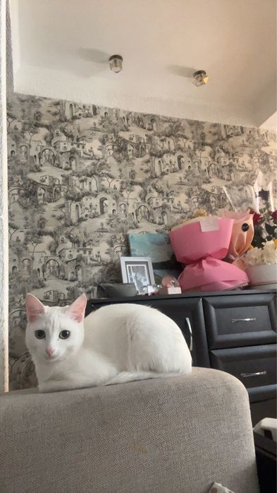 Очаровательная кошечка ищет дом