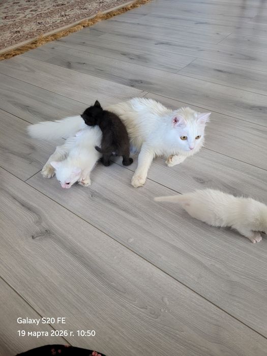 Отдам котят в добрые руки