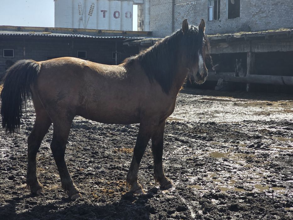 Жеребец на племя