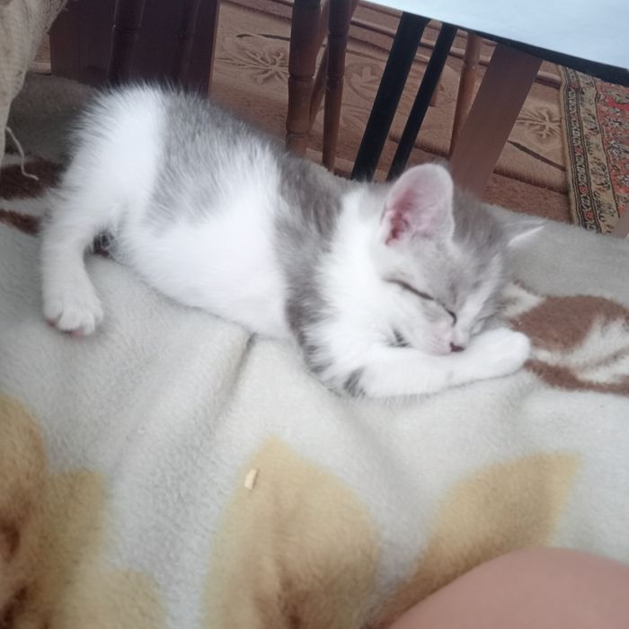 Отдам котят в добрые руки