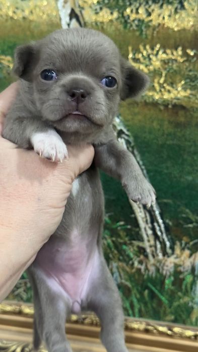 Чихуахуа мальчики лиловые