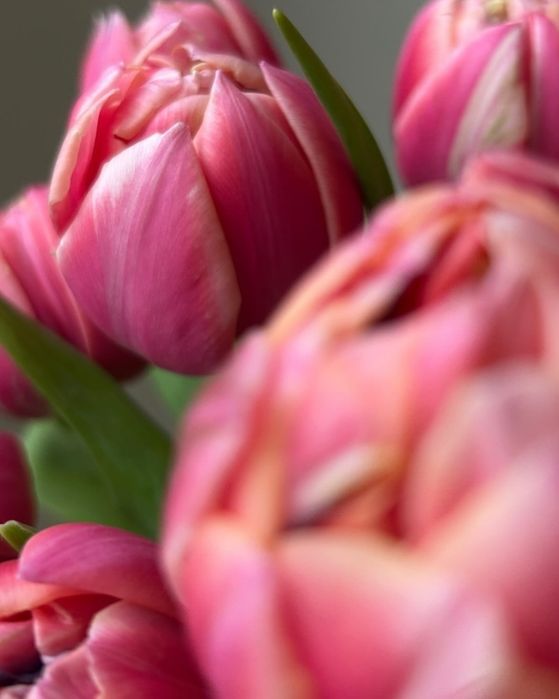 Тюльпаны на заказ 1 сентября