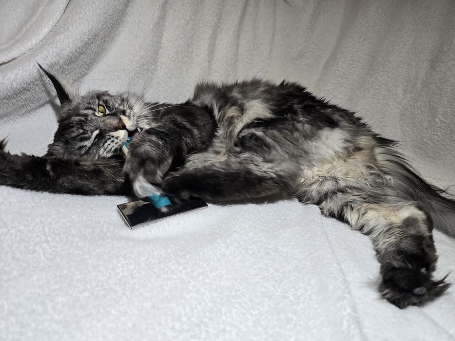 Чистокръвен Мейн кун