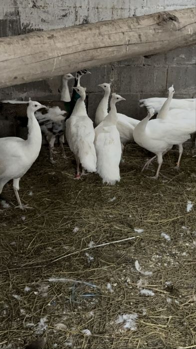 Срочно продам белых павлинов