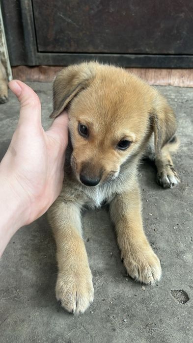 Продам не дорого