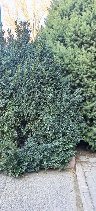 Продам самшит зелёный