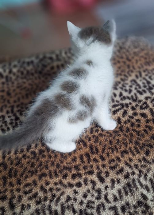 Отдам котят в добрые руки