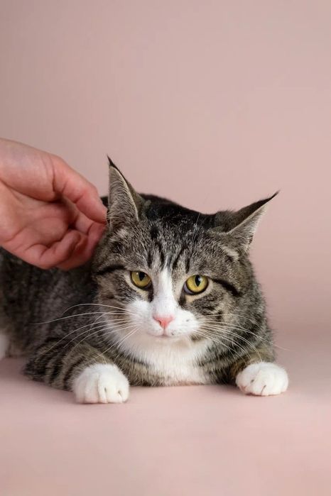 Ищет дом красивый котик