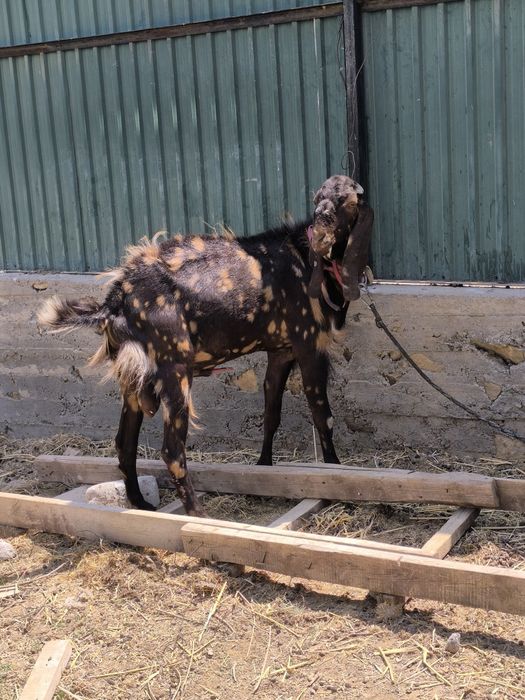 Битал теке козел