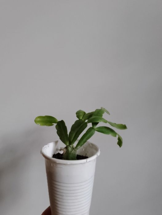 Декабрист розовый