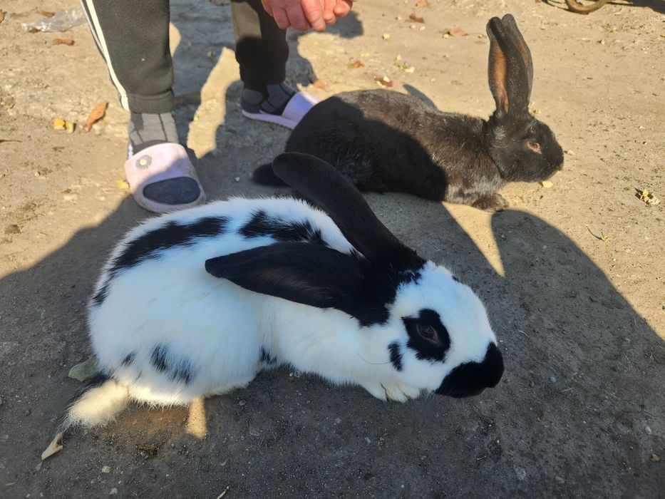 Iepurasi fluture german/2 luni 90buc. Am și la 5 luni iepuri 140 lei