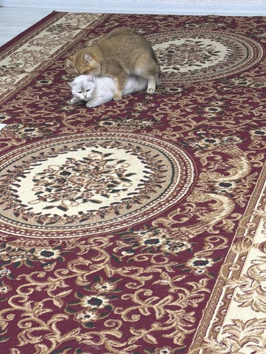 Вязка. Золотая шиншилла, на дом.