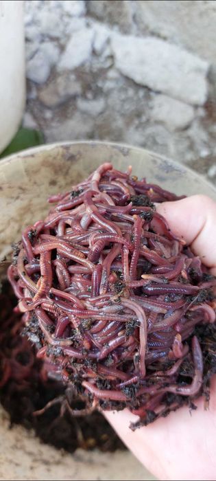 Râme roşii de cultură