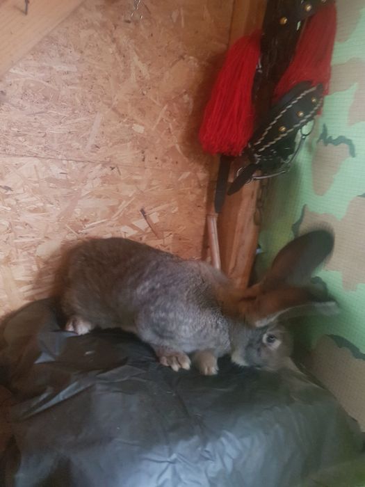 Urias german caută casa