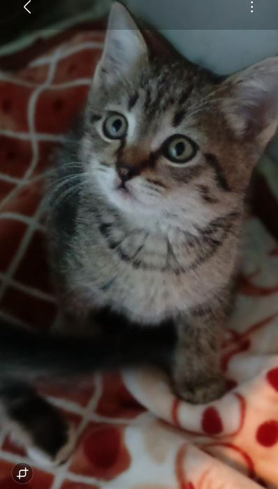 Котята мальчики и девочки