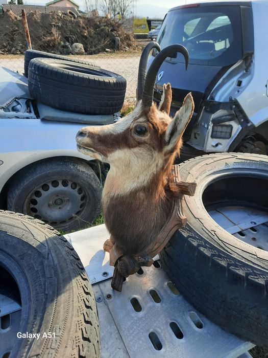 Голям трофей от коза