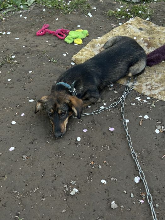 Помесь таксы в добрые руки