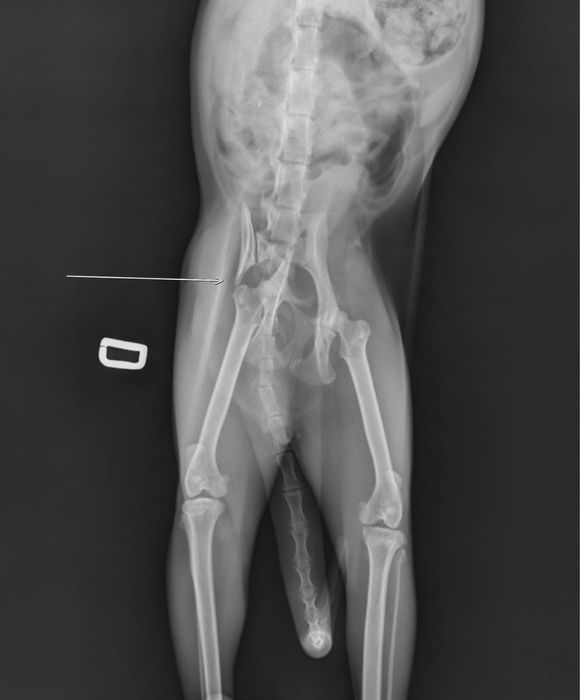 A doua sansa pentru pisicuta Sasha!