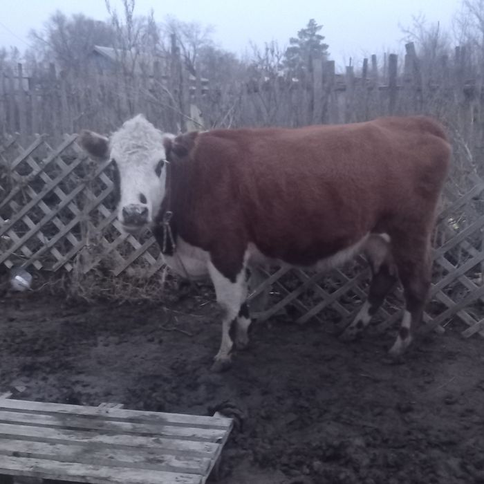 сиыр сатылады Корова продается