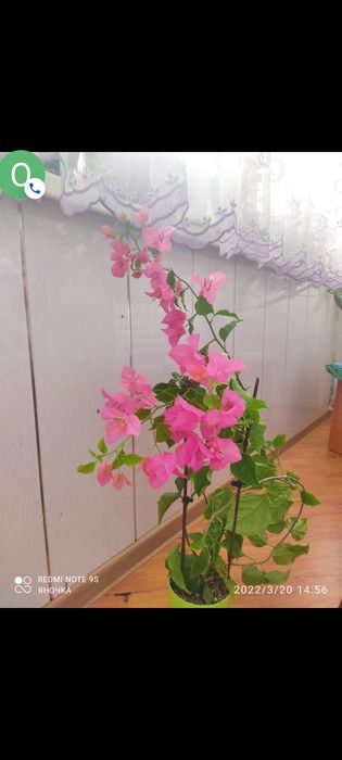 Продам черенки от 1000