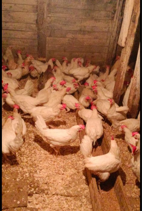 Продам поросят кур несушек