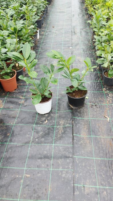 Лавровишна Новита