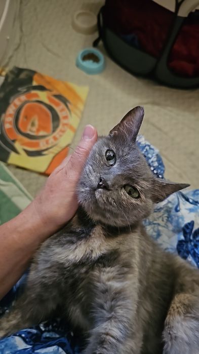 Стерилизованная кошка