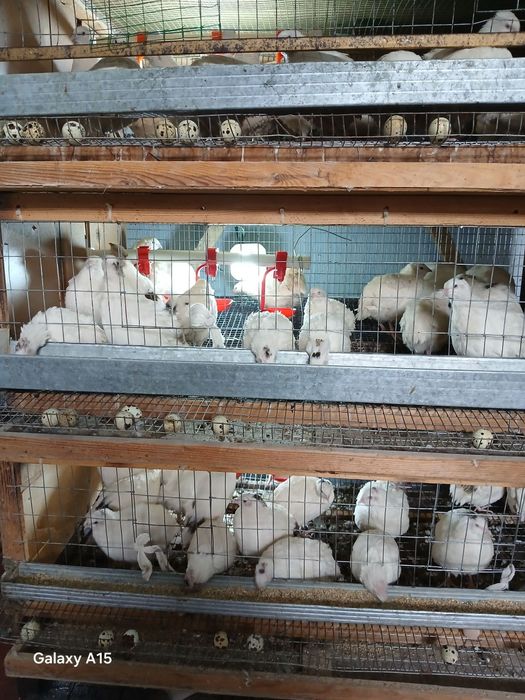 Beliy gigant bedana Inkubatsion tuxum va jo'jasiga zakaz olamiz