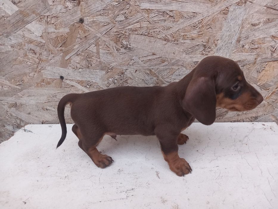 Căței Teckel **Dachshund