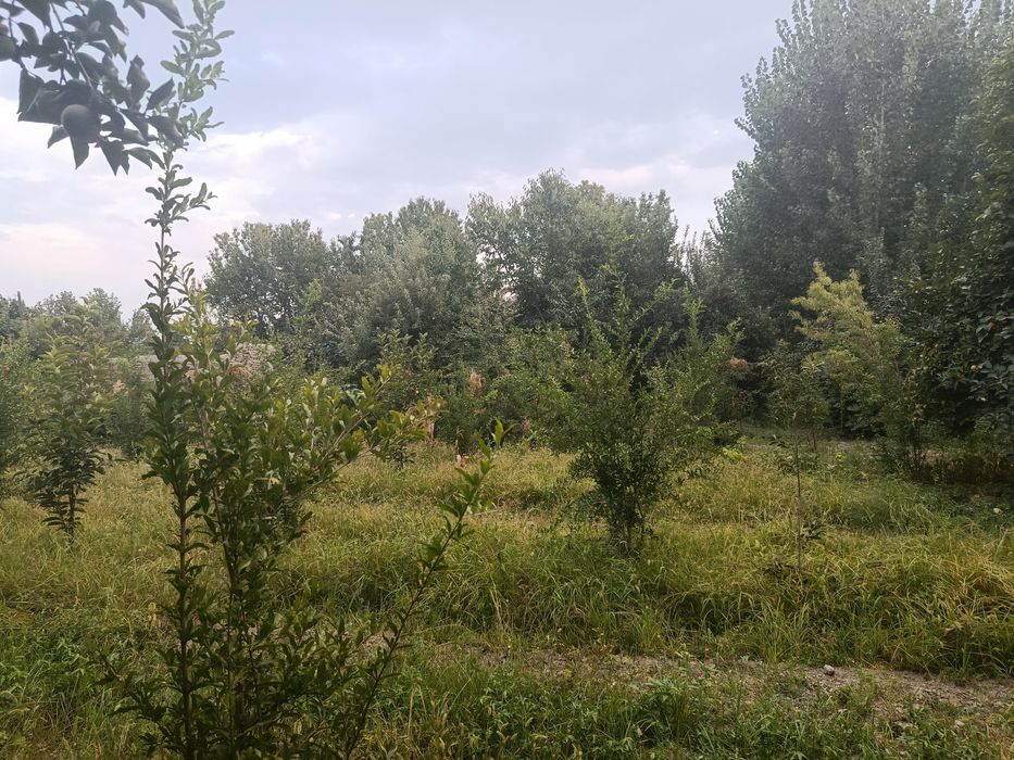 Yer sotiladi 8 sotix