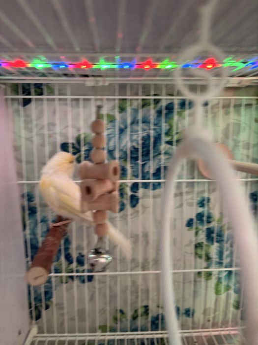 Продам самку канарейки