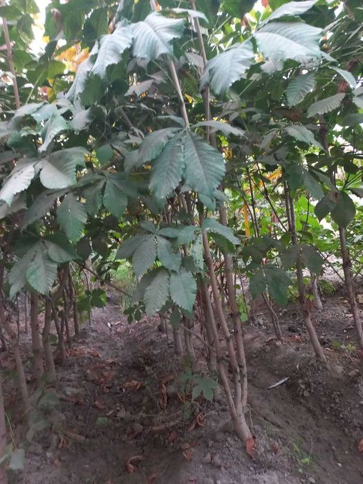 Каштан кучатлари