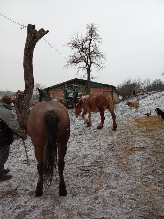 Vând o iapă de 7 ani și o mânză de 2 ani