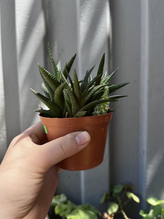 Продается Алоэ ( кактус в подарок )