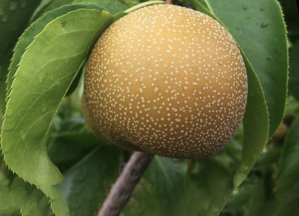 Par columnar japonez nashi hosui