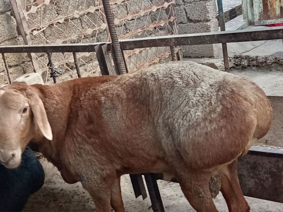 Aqiqa Gosht Exson uchun qochqorlar