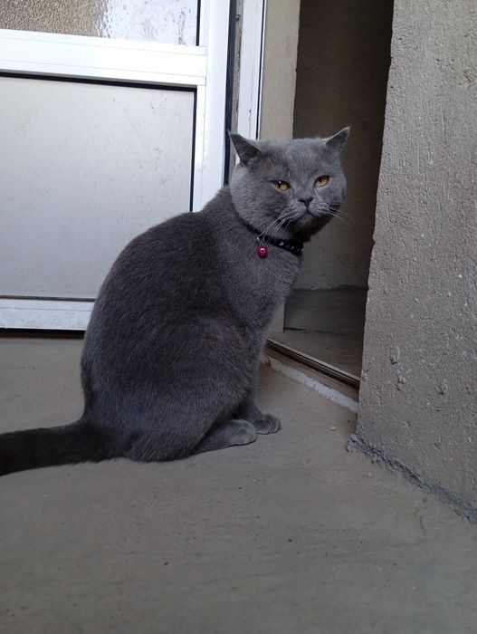 Vyazkaga Britan (toza qon)