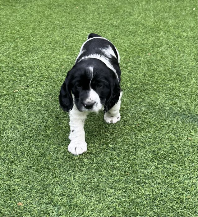 Продам щенка русский спаниель девочка 9 марта родилась .