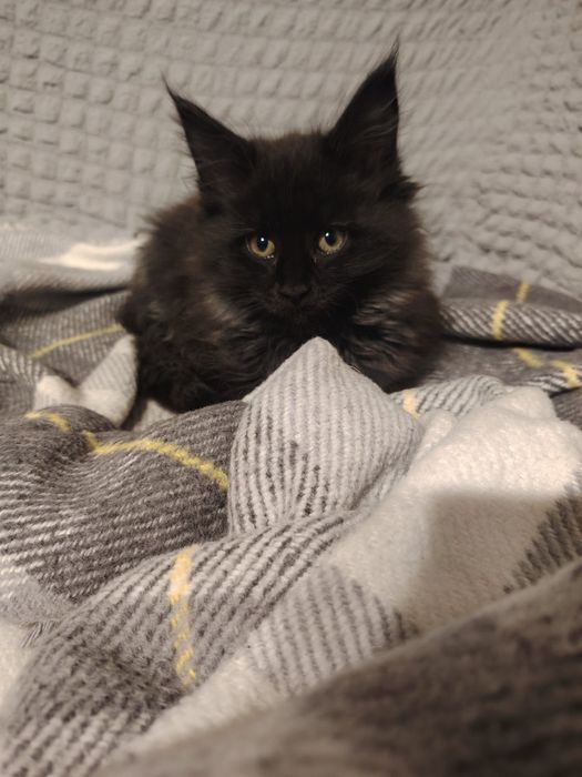 Мейн Кун, женско чистокръвно коте