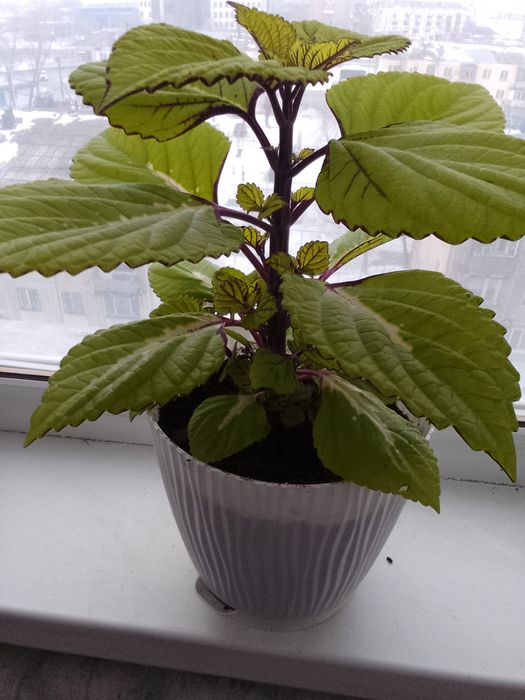 Продам комнатный цветок Колеус