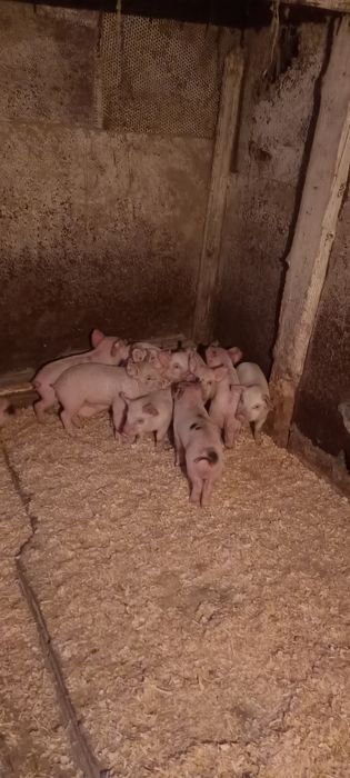 Куры поросята с доставкой