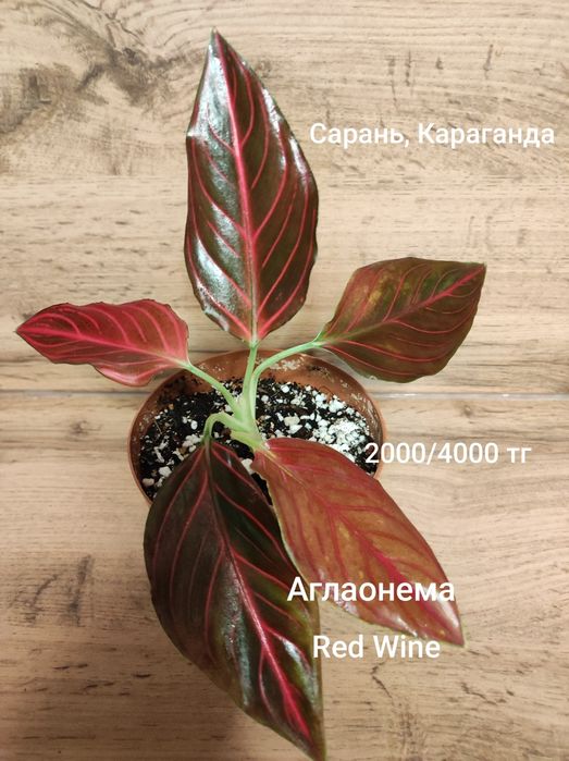 Аглаонема разная