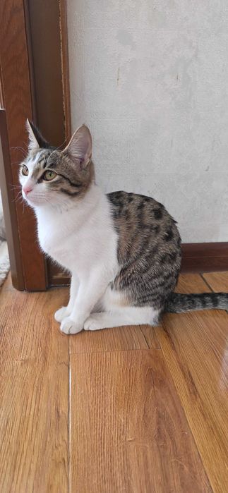 Кошка в добрые руки Даром