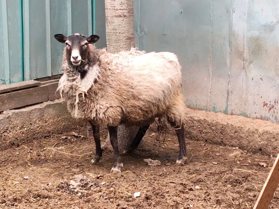 Овцы с ягнятами продам