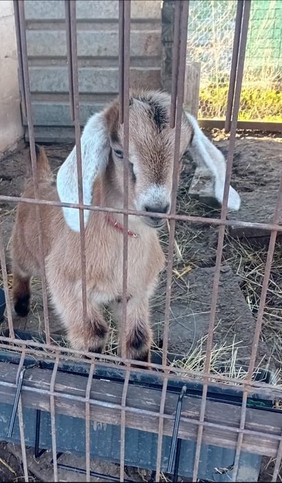 Vind capra  cu un ied..in TIMISOARA