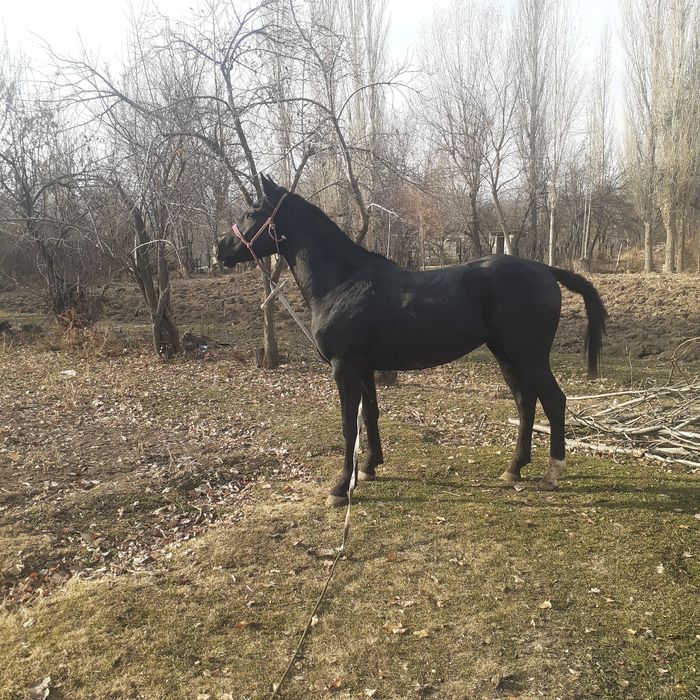 Кунан лошадь жеребец