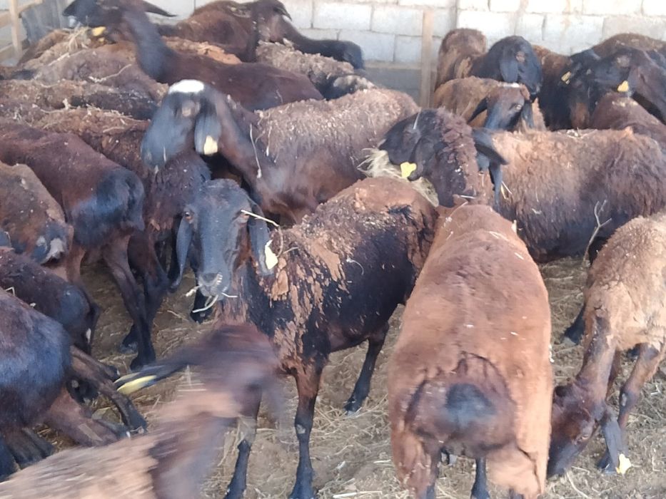 Сатылытын саулық қойлар бар