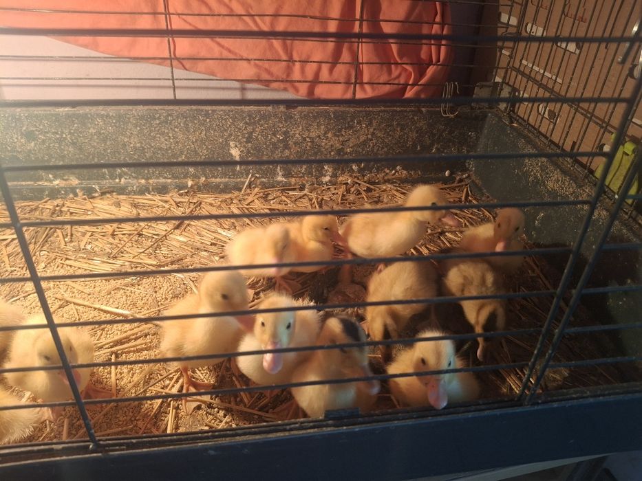 Vând boboci de rață