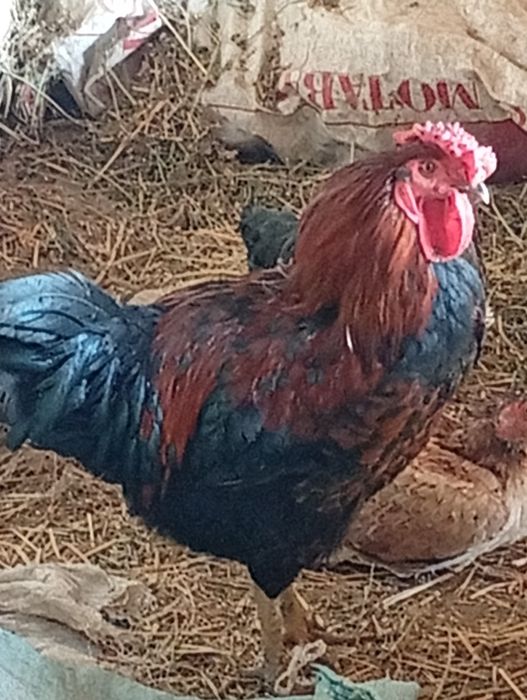 Xuroʻz sotiladi 5-oylik