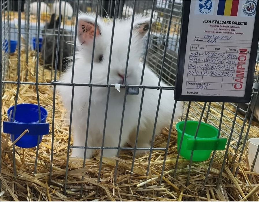 Iepurasi de companie cap de leu pitic